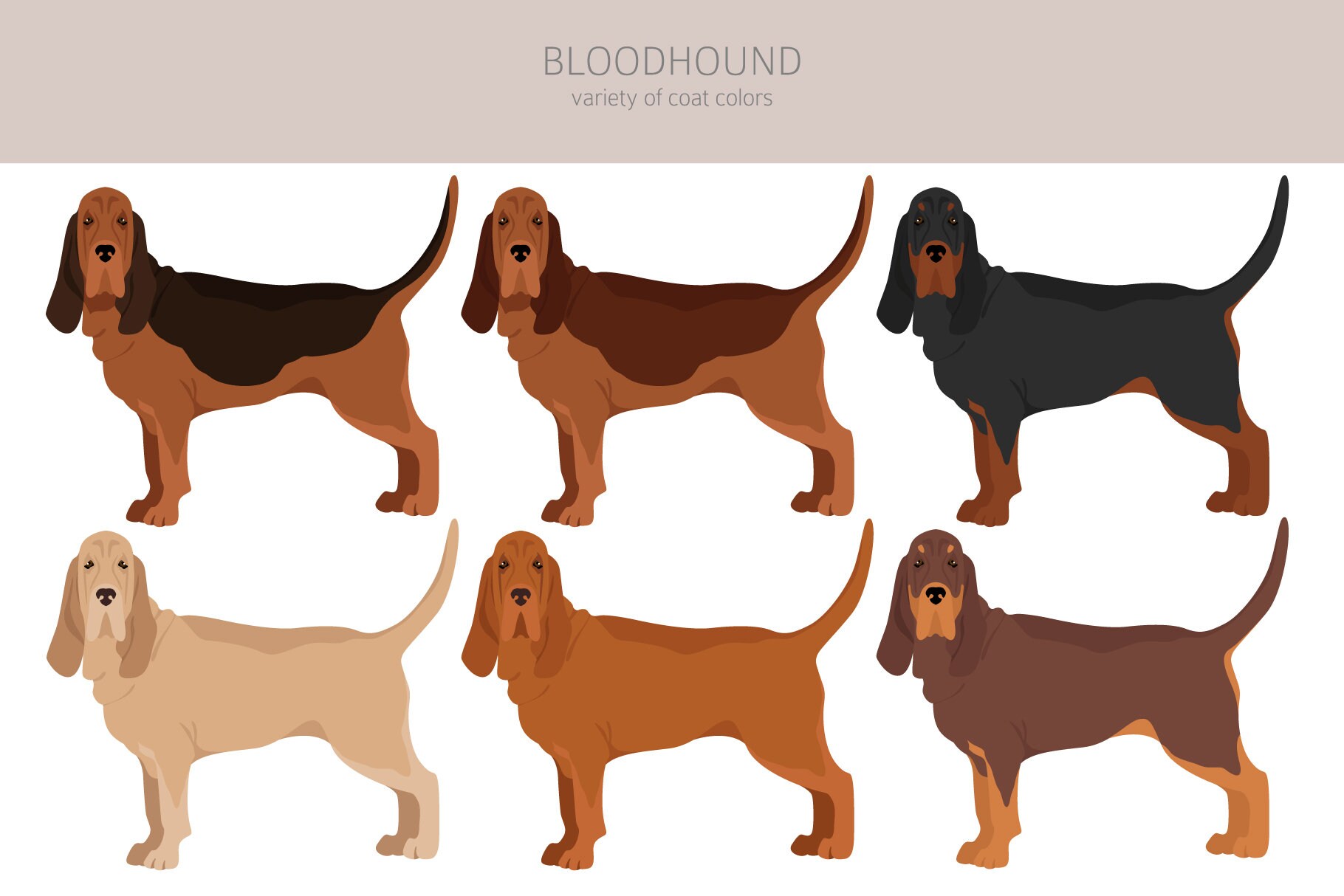 Bloodhound Clipart Bundle Bloodhound Puppy Clipart Dog High Quality 