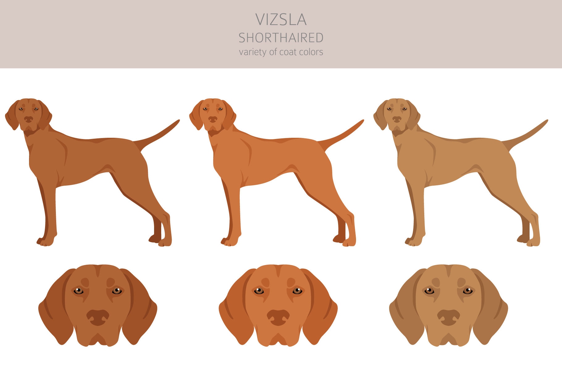 Vizsla Dog Clipart Bundle, Vizsla Clipart, Dogs High Quality PNG, Gift