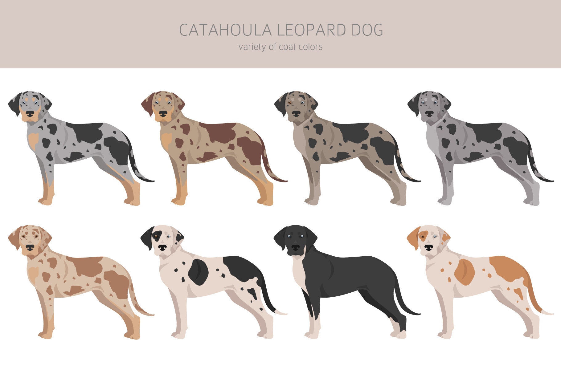 Catahoula Leopard Dog Clipart Bundle, Catahoula Puppy, Dog High Quality ...