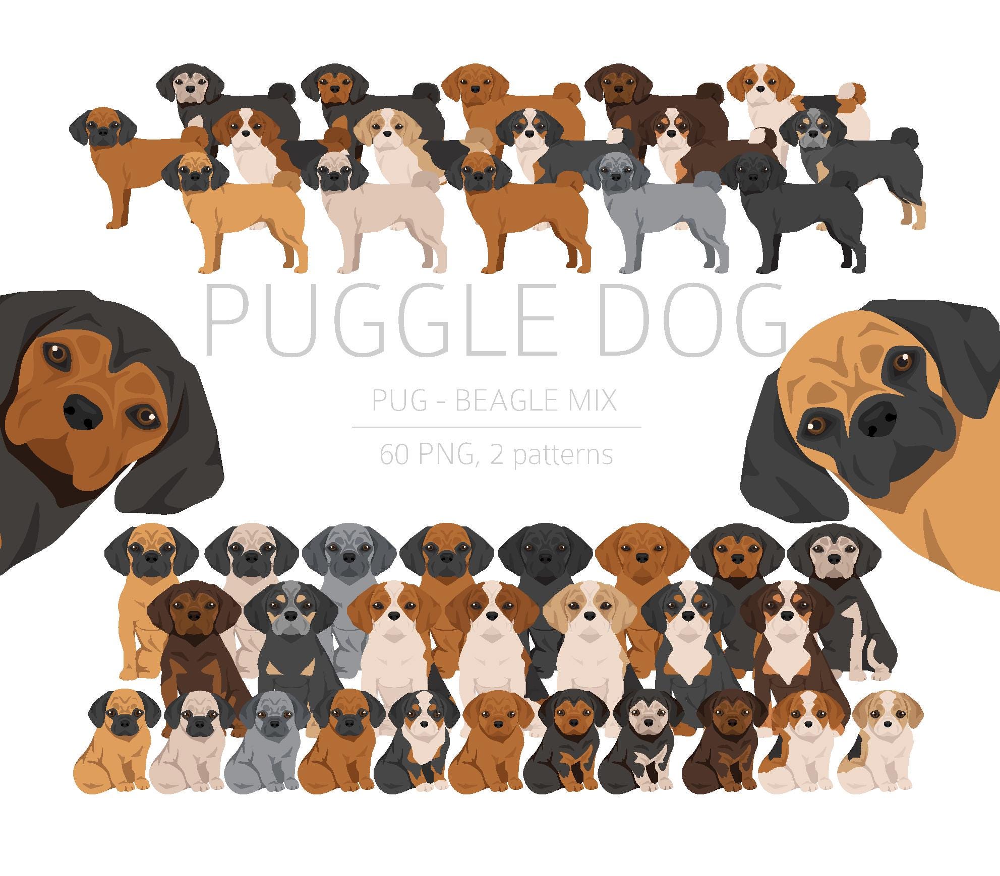 Pug Beagle Mix Clipart Bundle, Puggle Puppies Clipart, Pugle