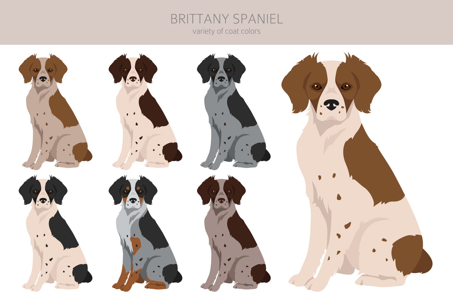 Brittany Spaniel Clipart Bundle, Brittany Puppy Clipart, Dog High ...