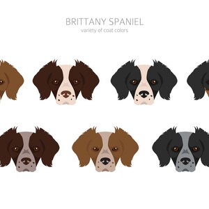 Brittany Spaniel Clipart Bundle, Brittany Puppy Clipart, Dog High