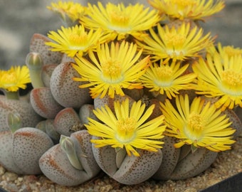 Rare Dinteranthus Seeds - Microspermus Variety (10), Start Your Own Succulent Garden, Thoughtful Plant Lover Gift