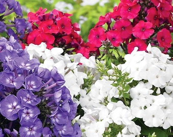 Vibrant Phlox Star Seeds, Over 50 Blossom-Ready Seeds - Beautify Your Garden, Unique Gift for Plant Lovers