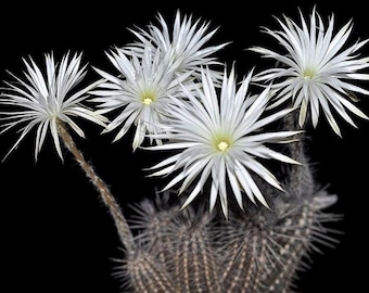Rare Cactus Seeds Setiechinopsis Mirabilis - Start Your Own Desert Oasis with 10 Seeds, Ideal Gift for Plant Lovers