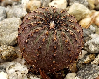 Exquisite Frailea Castanea (backebergii) 10 Seeds - Start an Asteroides Cactus Garden, Drought-Tolerant Plant Seeds