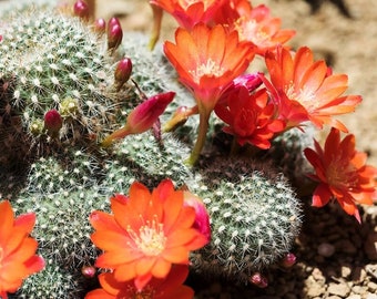 Cactus Mediolobivia Mix Seeds (10 Pack) - Exotic Home Gardening & DIY Desert Landscaping - Unique Gardener Gift Idea