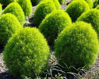 Graines de Kochia hybrides - paquet de 50+, buisson ornemental luxuriant, parfait pour les jardiniers, idée cadeau de jardinage unique