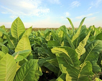 Tobacco Tennessee Burley TN 90 30/100/500 Pcs fresh seeds, Nicotiana tabacum, Tobacco bush seeds, Organic seeds, Non GMO