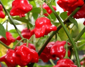 Heirloom Hot Pepper Seeds (5) - Bishop Crown Spicy Bell, Organic Gardening, Ideal Gift for Spice Lovers & Cooks