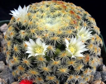 Mammillaria schiedeana 10 Seed Kit - Vibrant Cactus Garden Mix, Ideal for DIY Home Botanists, Eco-Friendly Plant Lover Gift