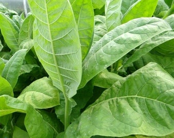 Tobacco Burley 38 30/100/500 Pcs fresh seeds, Nicotiana tabacum, Tobacco bush seeds, Organic seeds, Non GMO