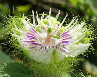 Stinking Passionflower Seeds, 10 Count - Fragrant Tropical Vine, Ideal for Home Garden Enthusiasts, Nature-Inspired Gift