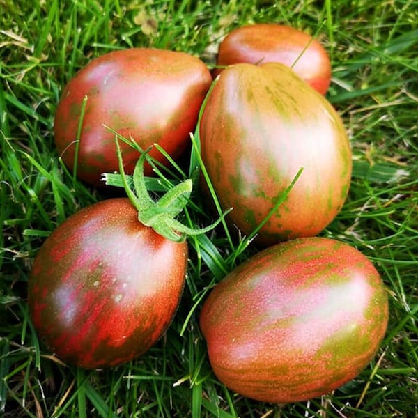 Rare Dwarf Maritime Bells Tomato Seeds (5 Pack) - Perfect for Small Gardens, Balcony Planting, Unique Gardening Gift