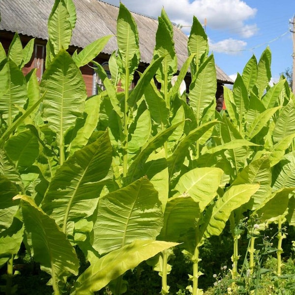 Tobacco Ternopolski 7 30/100/500 Pcs fresh seeds, Nicotiana tabacum, Tobacco bush seeds, Organic seeds, Non GMO