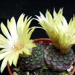 Frailea Cataphracta Seed Trio Uncommon Cacti, Miniature Desert Plant, Ideal for DIY Terrariums & Urban Gardens image 1