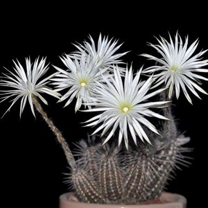 Rare Cactus Seeds Setiechinopsis Mirabilis Start Your Own Desert Oasis with 10 Seeds, Ideal Gift for Plant Lovers image 1