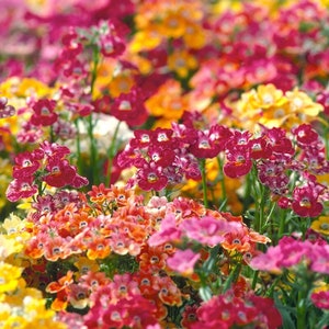 Nemesia Seed Assortment 30+ - Create a Rainbow Garden, Ideal for Home Gardening Enthusiasts