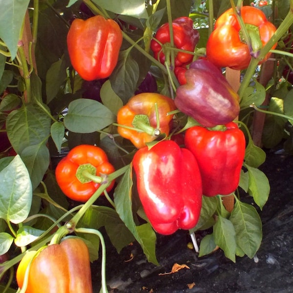 Iko-Iko Sweet Pepper Seeds (5 Pack) - Vibrant Multi-Colored Peppers, Perfect for Home Gardens & Gourmet Cooking