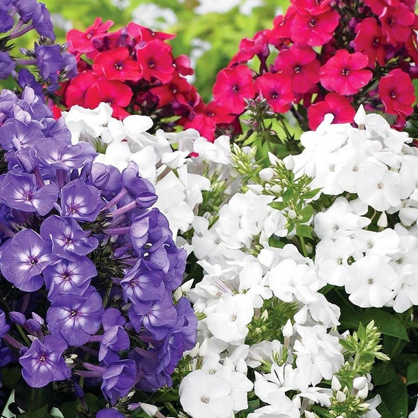 Vibrant Phlox Star Seeds, Over 50 Blossom-Ready Seeds - Beautify Your Garden, Unique Gift for Plant Lovers