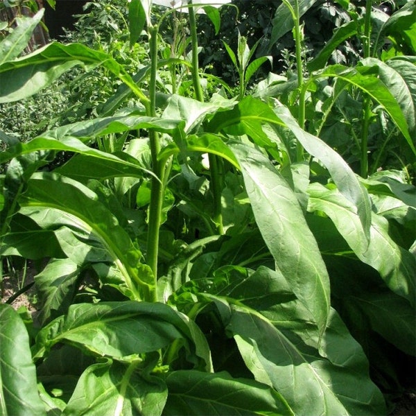 Tobacco Little Dutch 30/100/500 Pcs fresh seeds, Nicotiana tabacum, Tobacco bush seeds, Organic seeds, Non GMO