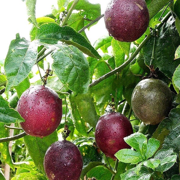 Graines de Passiflora Edulis, fruit de la passion violet exotique, cadeau de jardinage unique pour plantation dans le jardin, paquet de 5/10