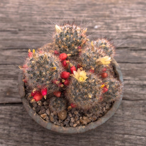 Mammillaria Prolifera Cactus Seeds (10) - Rare Exotic Succulent, Grow Your Own Miniature Garden, Perfect Gardener Gift