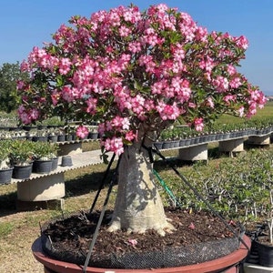 Saudi Giant Adenium Arabicum Seeds (3 Pack) - Grow Your Own Majestic Desert Rose, Ideal for Plant Lovers