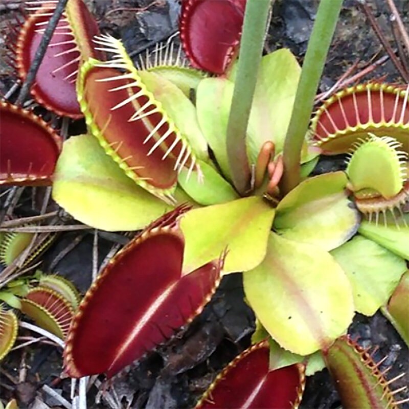 Venus Flytrap 12 Pcs Fresh Seeds Dionaea Muscipula Etsy Canada