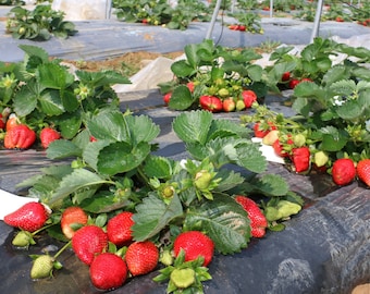 Giant Strawberry Seeds - 20 Pack, Heirloom Fruit, Grow Your Own Luscious Berries, Perfect Gardening Gift