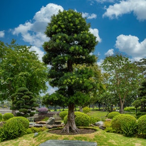 Podocarpus Totara Tree Seeds - 5 Pack, Rare Podocarpus Gracilior, Exotic Garden Planting, Unique Gardener Gift