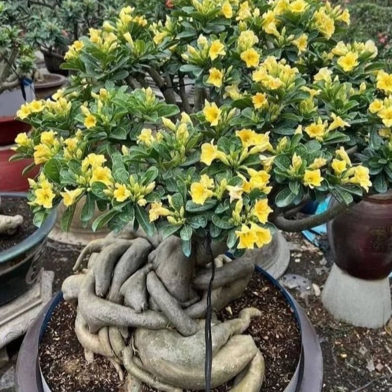 Golden Crown Adenium Arabicum 1st Gen 3 Seeds Pack, Exquisite Bonsai Starter, Perfect Gift for Plant Enthusiasts image 2