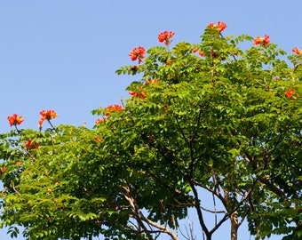 African Tulip Tree Seeds (30 Pack) - Spathodea Campanulata, Exotic Tropical Planting, Unique Gardening Gift Idea
