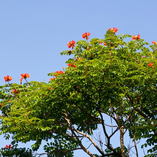 African Tulip Tree Seeds (30 Pack) - Spathodea Campanulata, Exotic Tropical Planting, Unique Gardening Gift Idea