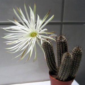 Rare Cactus Seeds Setiechinopsis Mirabilis Start Your Own Desert Oasis with 10 Seeds, Ideal Gift for Plant Lovers image 3