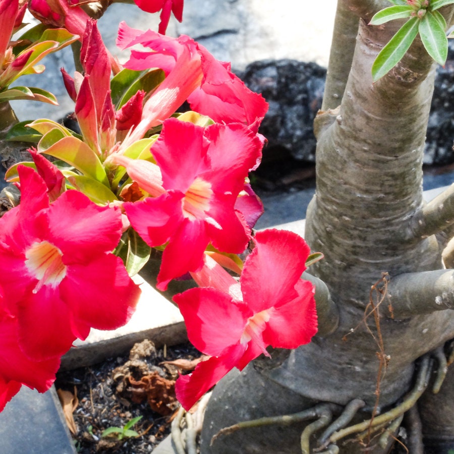 Black Giant Adenium Arabicum 3 Seeds Collector's Grade, Grow Your Own ...