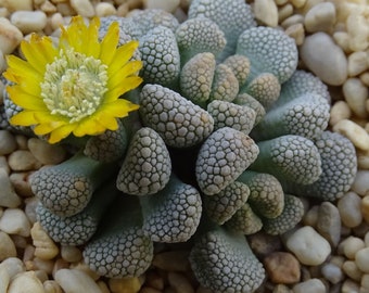 Exotisches Titanopsis Schwantesii Samenset - Starten Sie Ihren eigenen Sukkulentengarten, perfektes Geschenk für den Gärtner, 10 Samenpackung