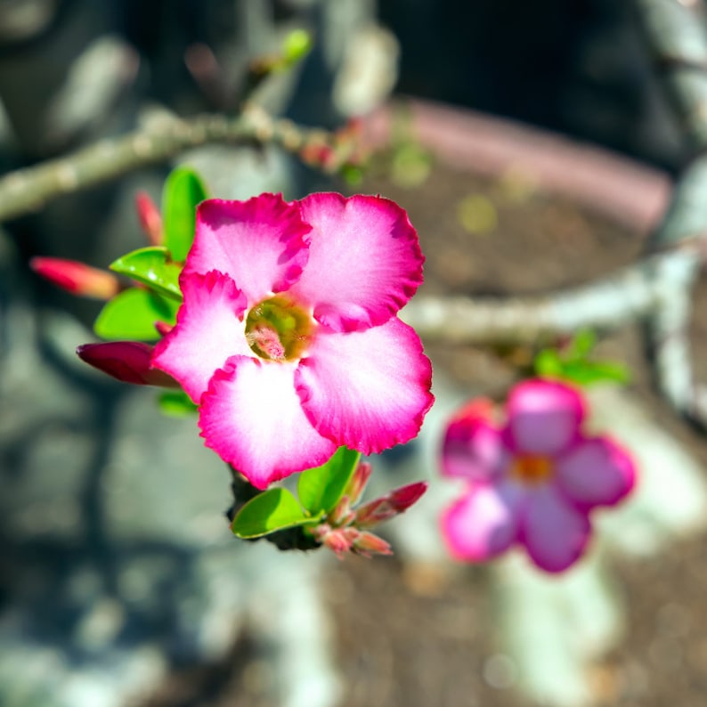 Exotic Adenium Flower Seeds Trio Grow Your Own Arabicum Mix, Ideal for Plant Lovers, Thoughtful Green Thumb Gift image 3