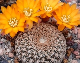 Vibrant Sulcorebutia Cactus Seeds (10 Pack) - Start Your Own Mini Desert, Ideal for DIY Terrariums, Gardener's Gift Idea