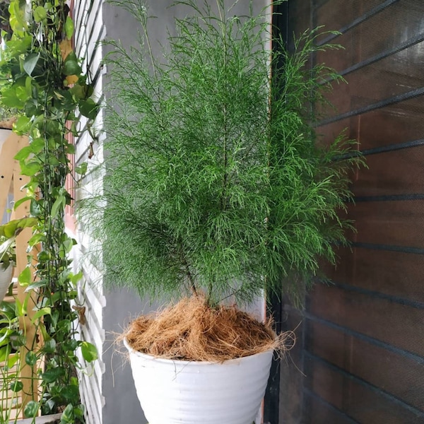 Casuarina Junghuhniana Seeds, Authentic Australian Pine, Ideal for Bonsai Creation, Nature-Inspired Gift Idea