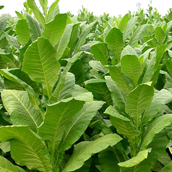 Tobacco Virginia 647 30/100/500 Pcs fresh seeds, Nicotiana tabacum, Tobacco bush seeds, Organic seeds, Non GMO