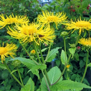 Bio-Alexandersamen x50 - Inula mit hoher Keimung, Heilkräuteranbau, durchdachtes Geschenk für Kräuterkundige