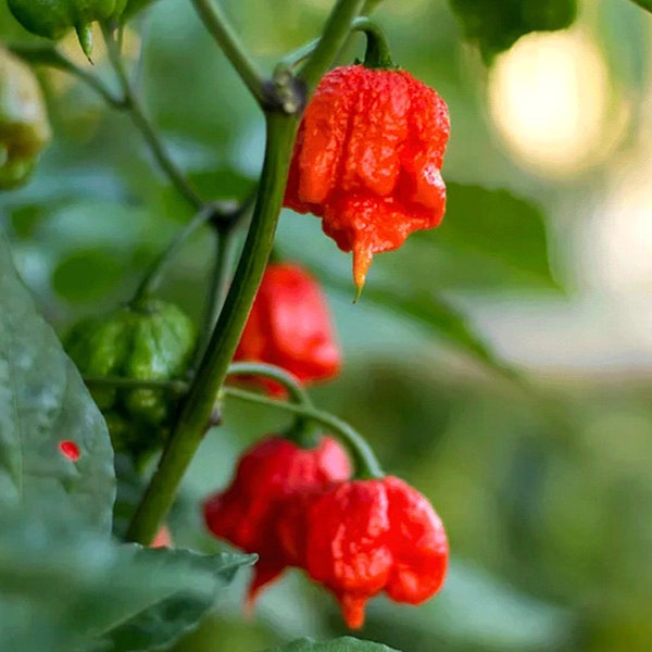 Carolina Reaper Chili Pepper Samen (5 Count) - Seltene Scharfe Spitzpaprika zum Pflanzen, Einzigartiges Geschenk für Gewürzliebhaber