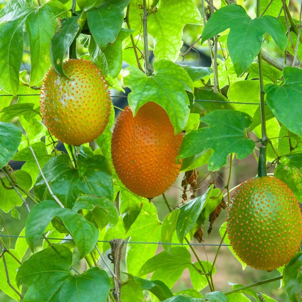 Graines de gac rares (paquet de 5) - Plantation de jardin exotique, superfruit riche en nutriments, idée cadeau jardinage unique