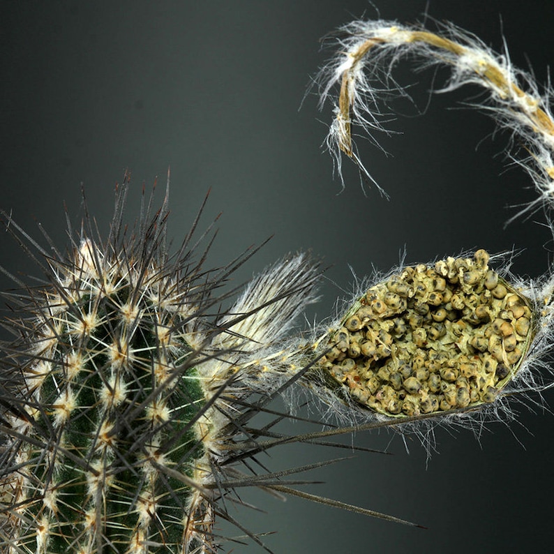 Rare Cactus Seeds Setiechinopsis Mirabilis Start Your Own Desert Oasis with 10 Seeds, Ideal Gift for Plant Lovers image 10