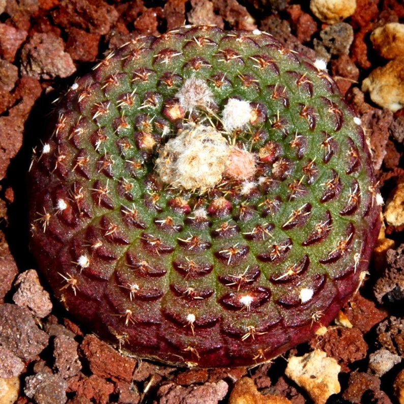 Frailea Cataphracta Seed Trio Uncommon Cacti, Miniature Desert Plant, Ideal for DIY Terrariums & Urban Gardens image 4