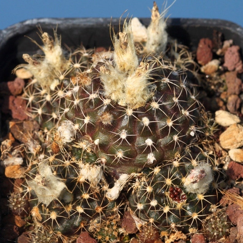 Rare Cactus Frailea Grahliana Seeds, Bundle of 10 Ideal for DIY Desert Landscaping, Thoughtful Present for Succulent Collectors zdjęcie 5