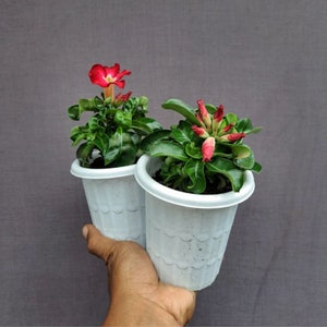 Desert Rose 'DHA Thai + Meduza' Seeds (3) - Grow Your Own Adenium obesum, Perfect as a Special Gardener Gift