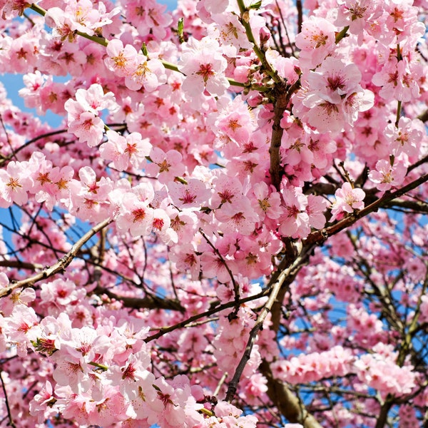 Cherry Blossom Dream - 10 Pink Sweet Cherry Plant Seeds, Garden Enthusiast Gift, Create Your Own Fruit Oasis