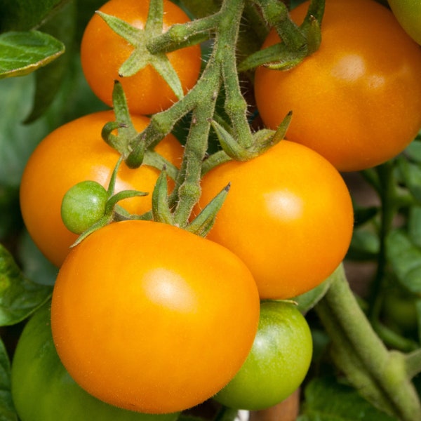 Aunt Gertie's Gold Tomato Seeds (5 Pack) - Vibrant Golden Tomatoes, Non-GMO, Perfect for Home Gardens, Culinary Gift